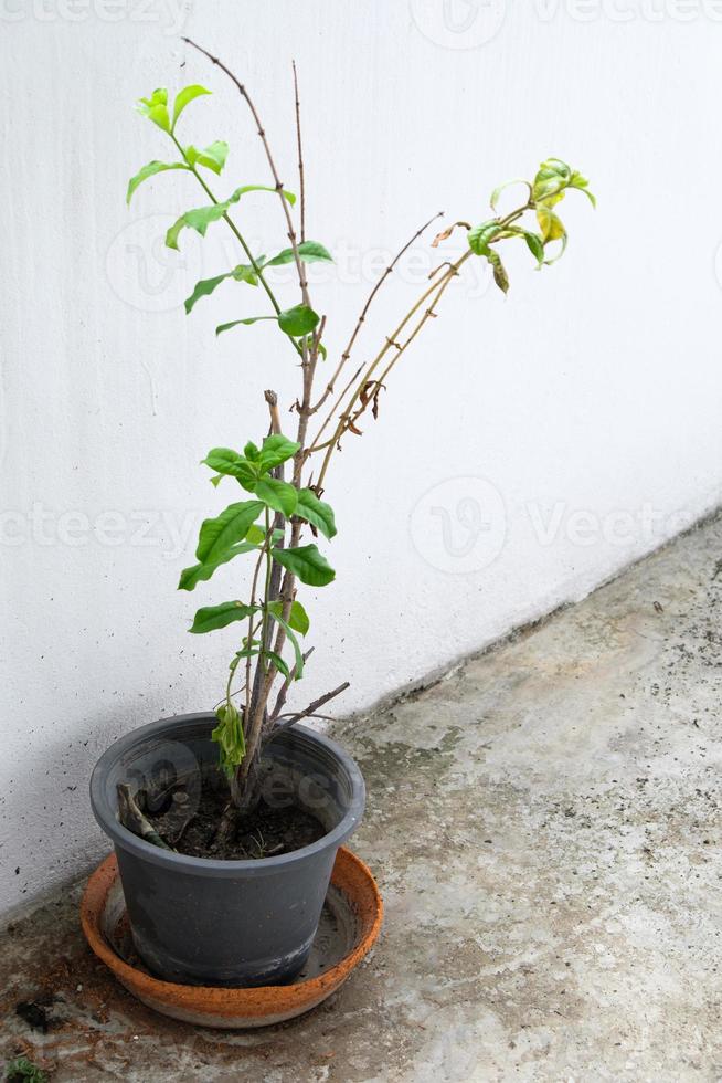 Small plant in the plastic pot. photo