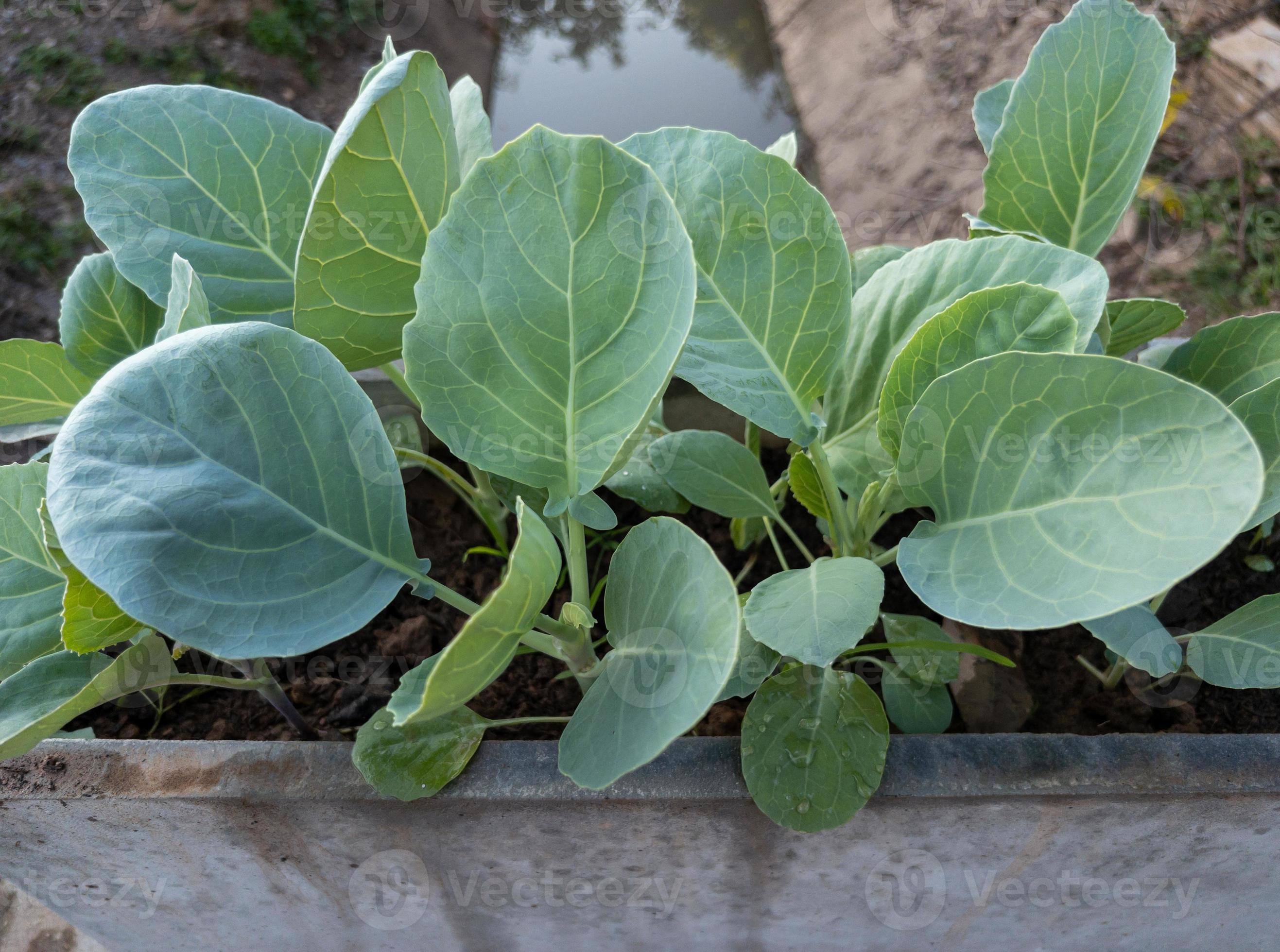 The young Chinese kale is growing in the concrete pot. 7952596 Stock
