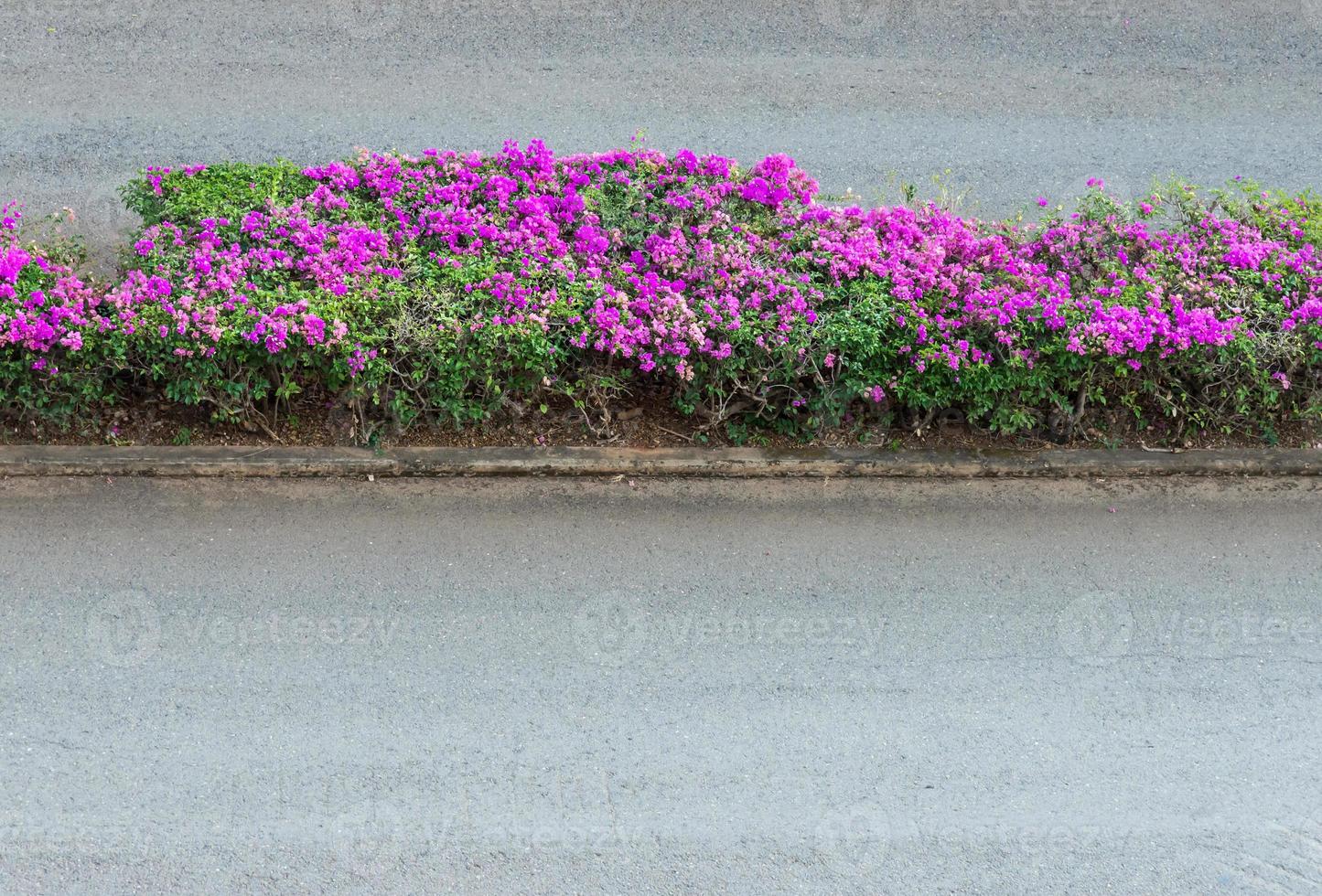 Pink Bougainvillea flower row photo