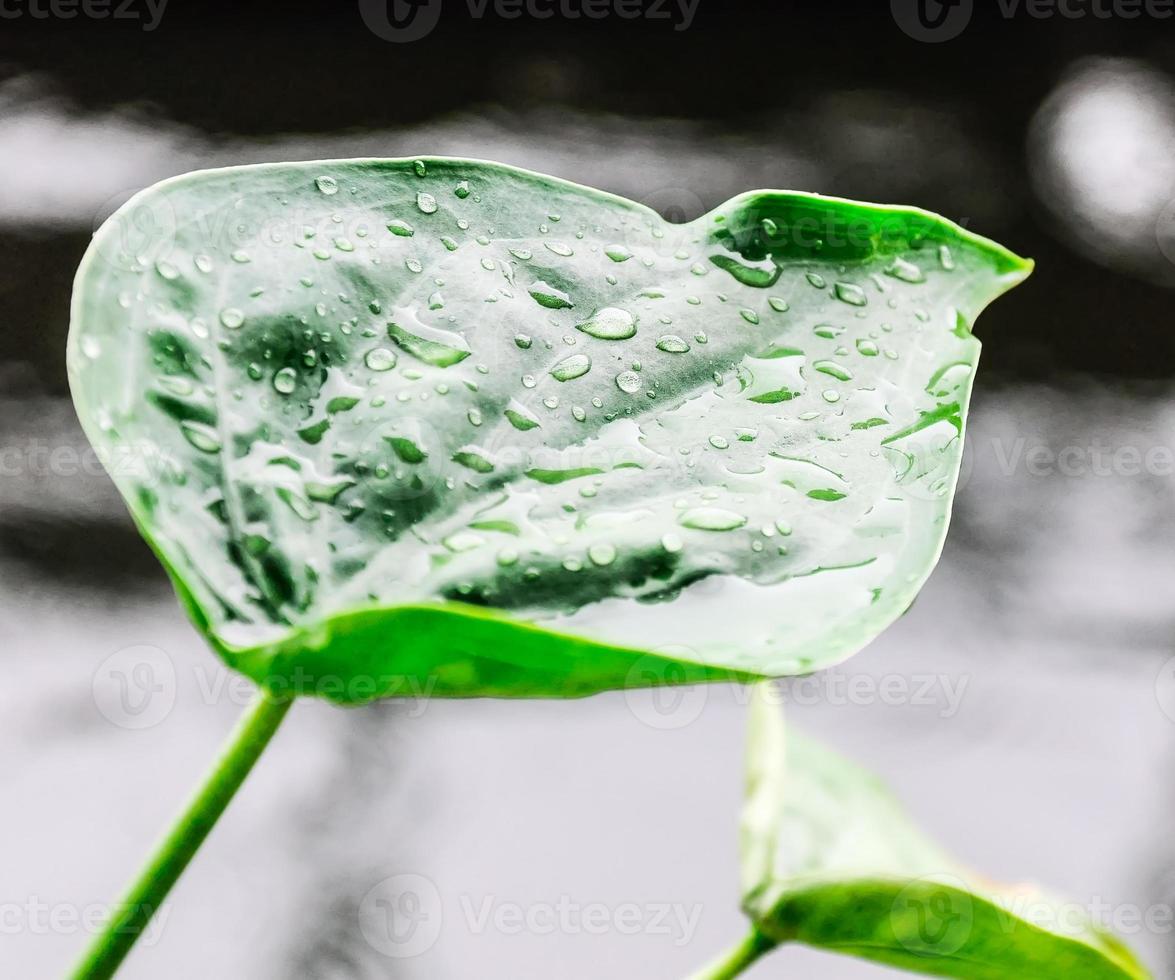 The fresh drop on the leaf photo