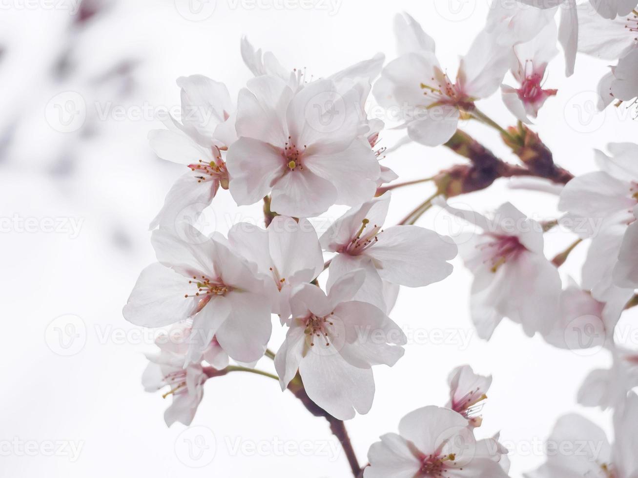 White Cherry Blossoms on a Tree photo