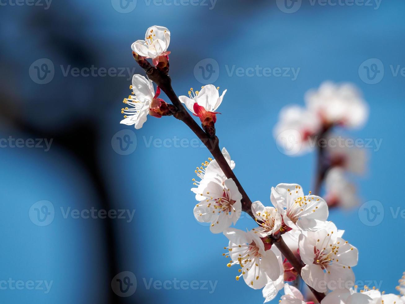 Branch of White Plum Blossoms photo