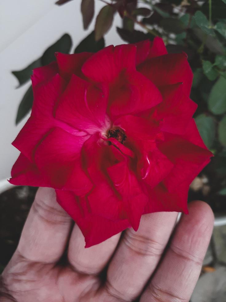 red roses bloom in the daytime photo