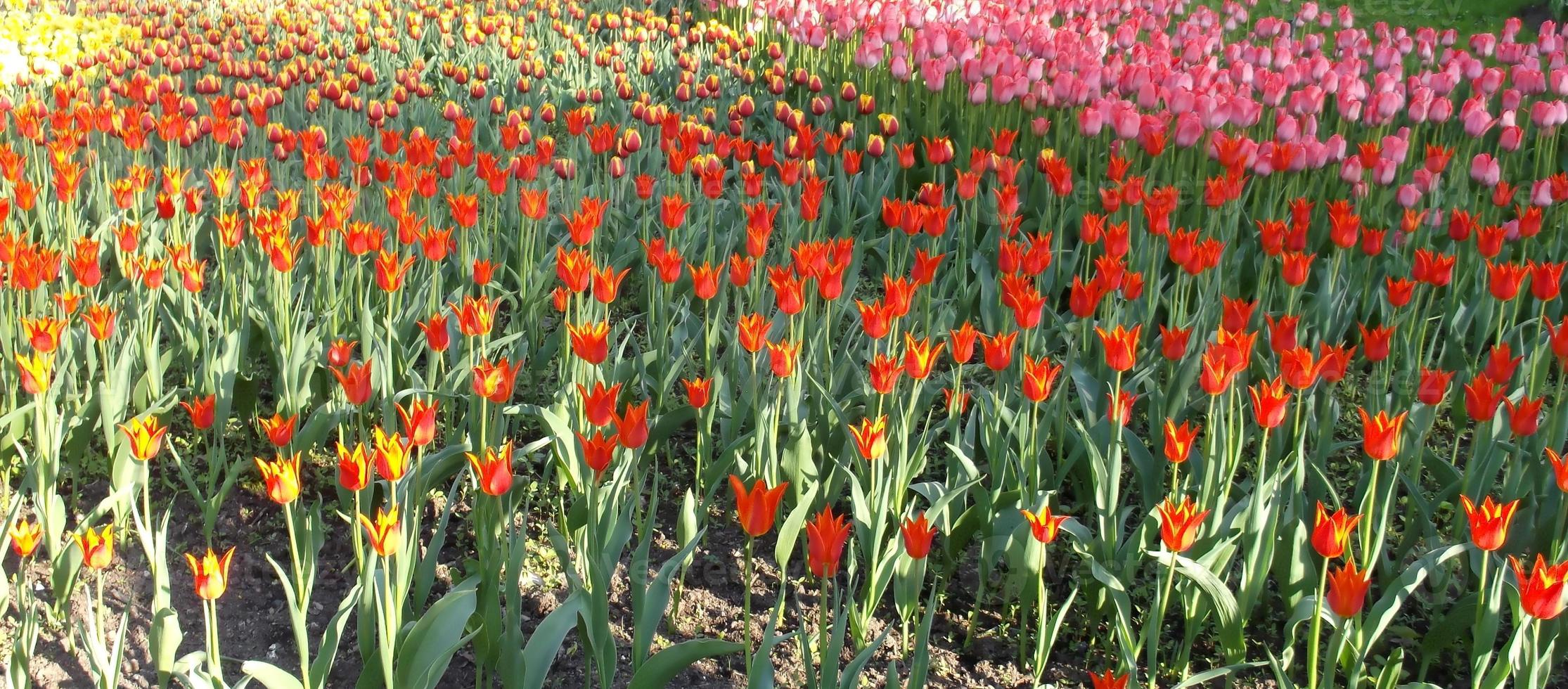 background of multicolored tulips in the sunlight photo