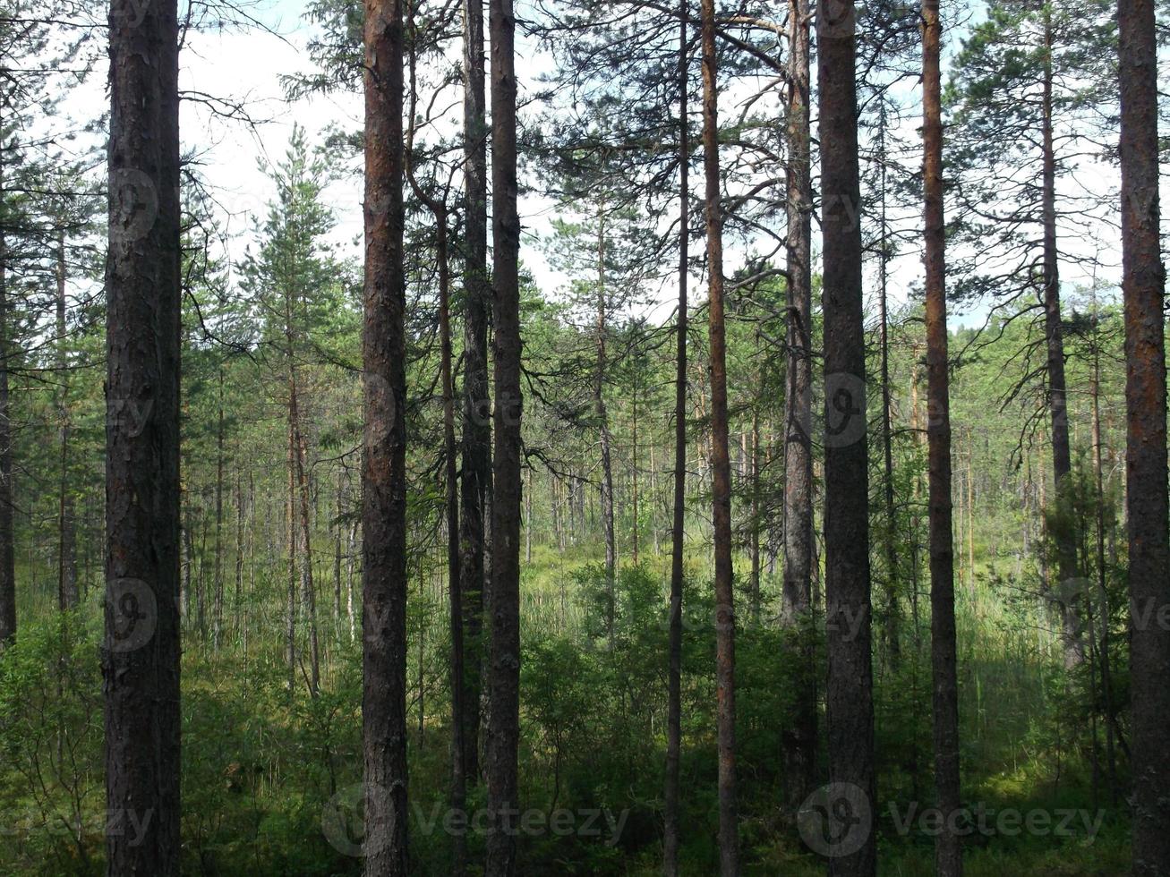 view of the forest through the trees. walking and hiking photo