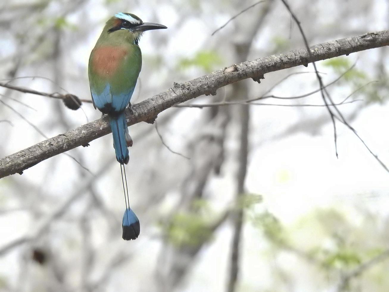 Turquoise Browed Motomot photo