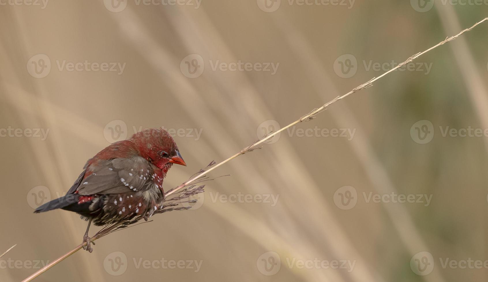 Red avadavat or Amandava amandava male bird perching on dry bushes in the forest. photo