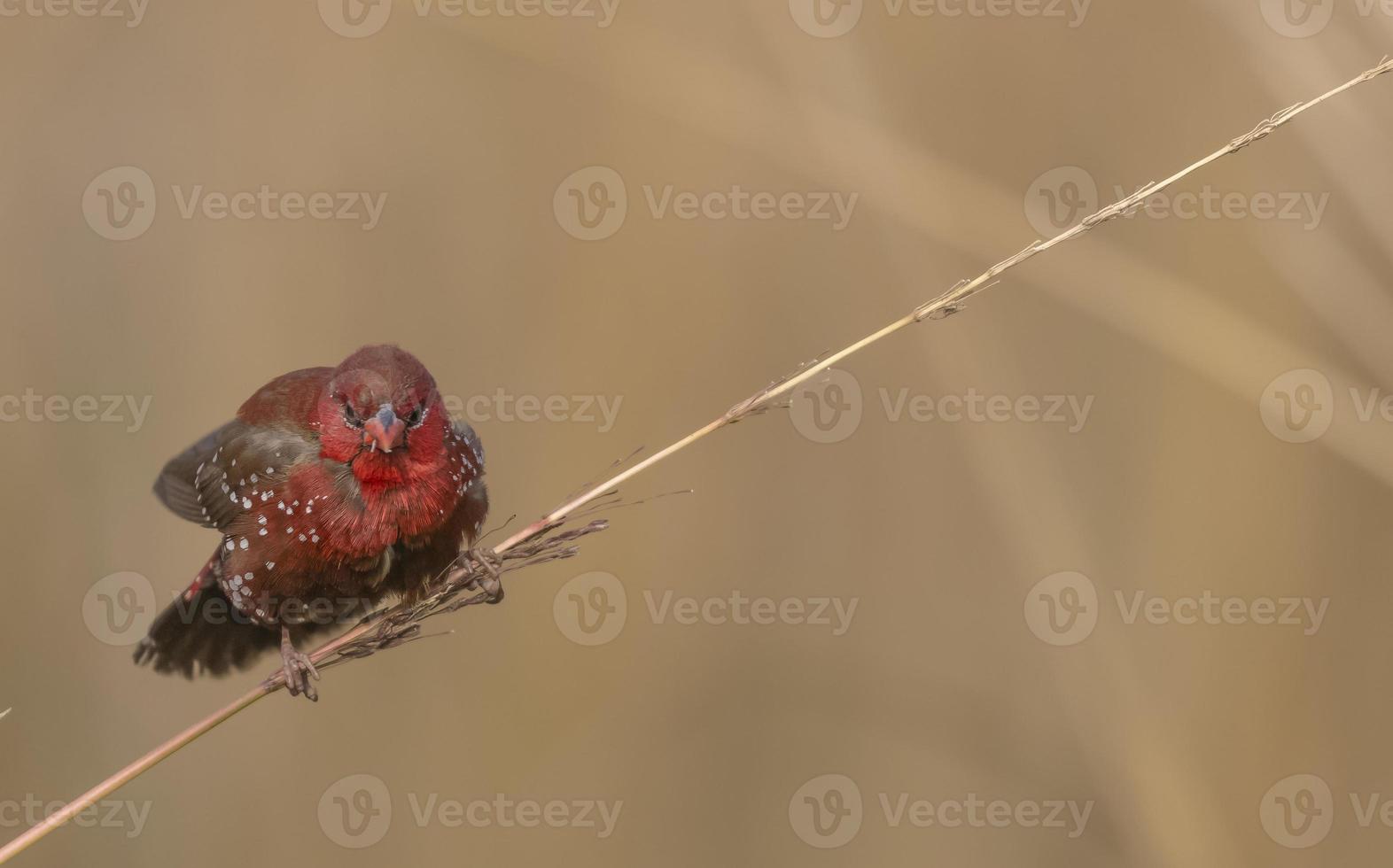 Red avadavat or Amandava amandava male bird perching on dry bushes in the forest. photo