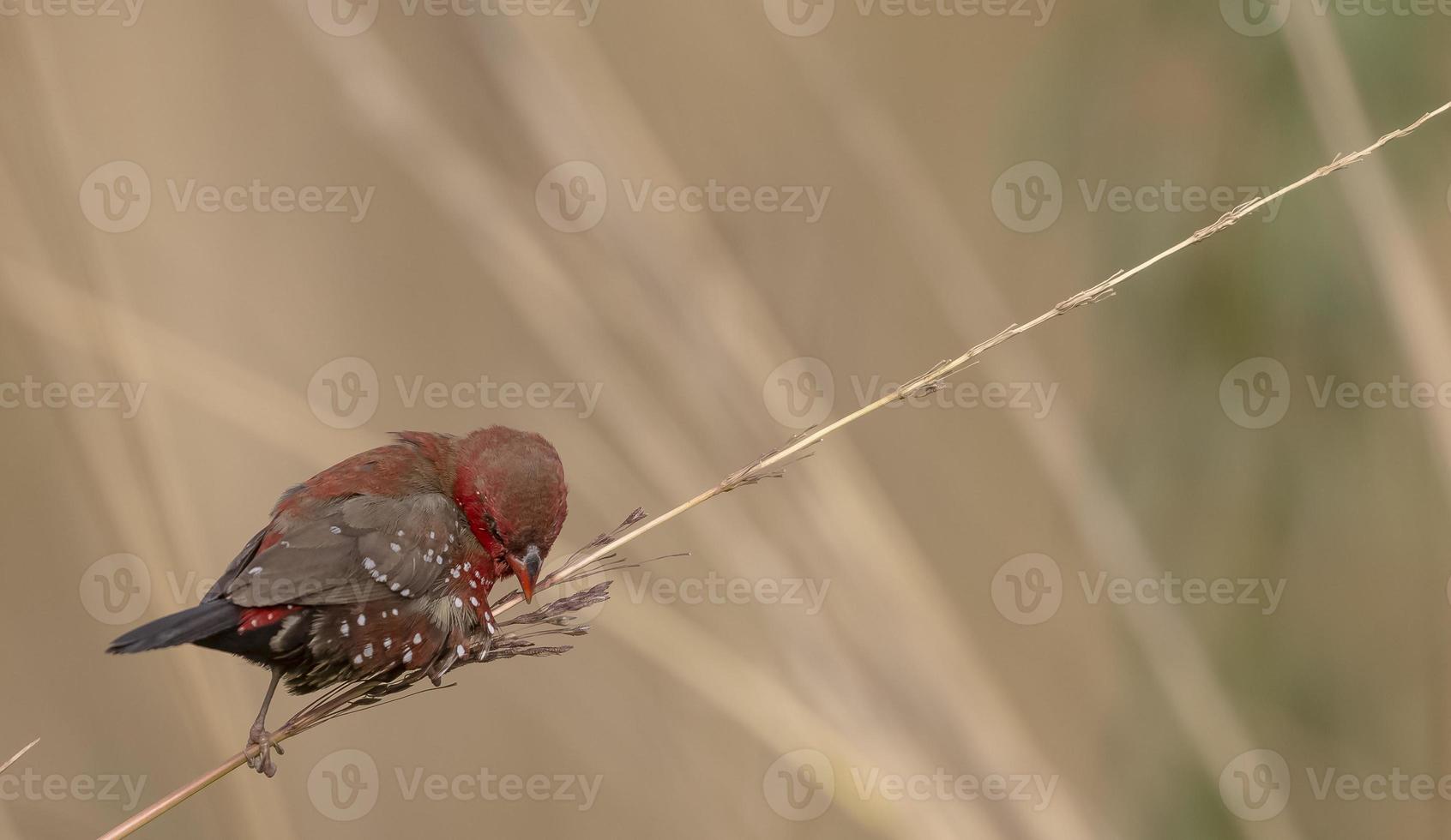 avadavat rojo o amandava amandava pájaro macho posado en arbustos secos en el bosque. foto