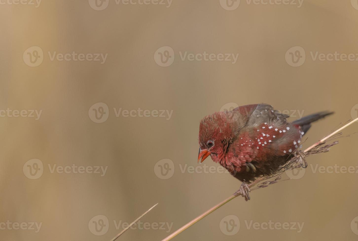 Red avadavat or Amandava amandava male bird perching on dry bushes in the forest. photo