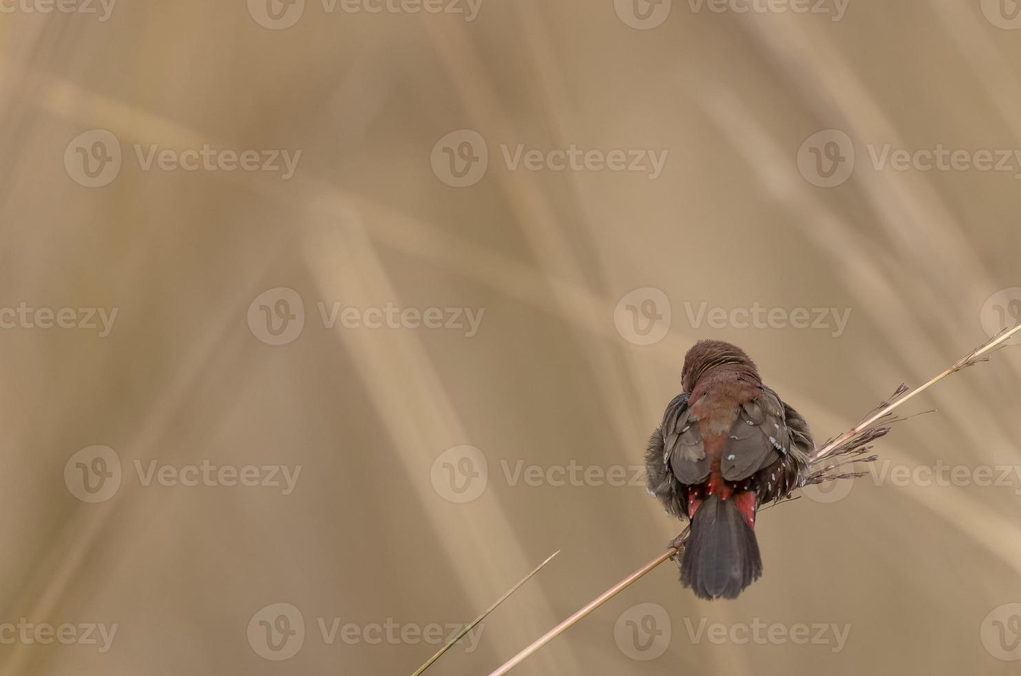 Red avadavat or Amandava amandava male bird perching on dry bushes in the forest. photo