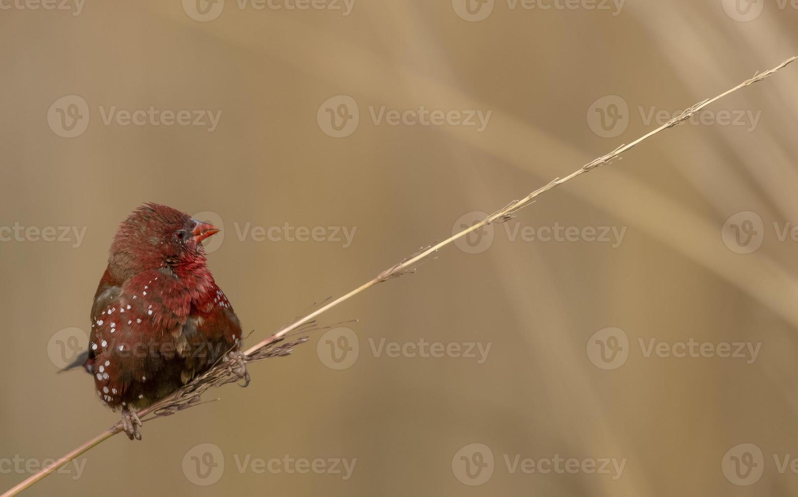 avadavat rojo o amandava amandava pájaro macho posado en arbustos secos en el bosque. foto