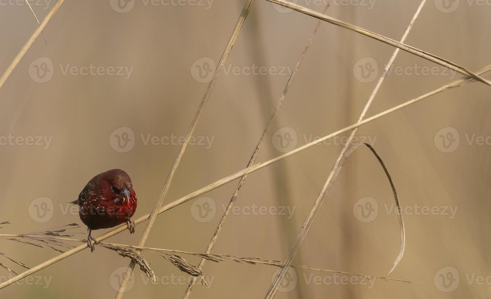 Red avadavat or Amandava amandava male bird perching on dry bushes in the forest. photo