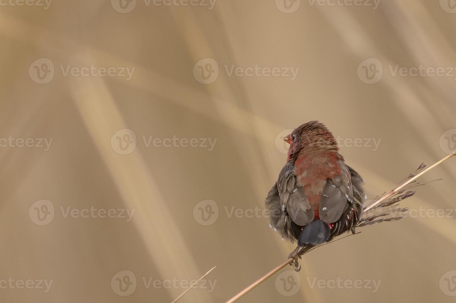 Red avadavat or Amandava amandava male bird perching on dry bushes in the forest. photo