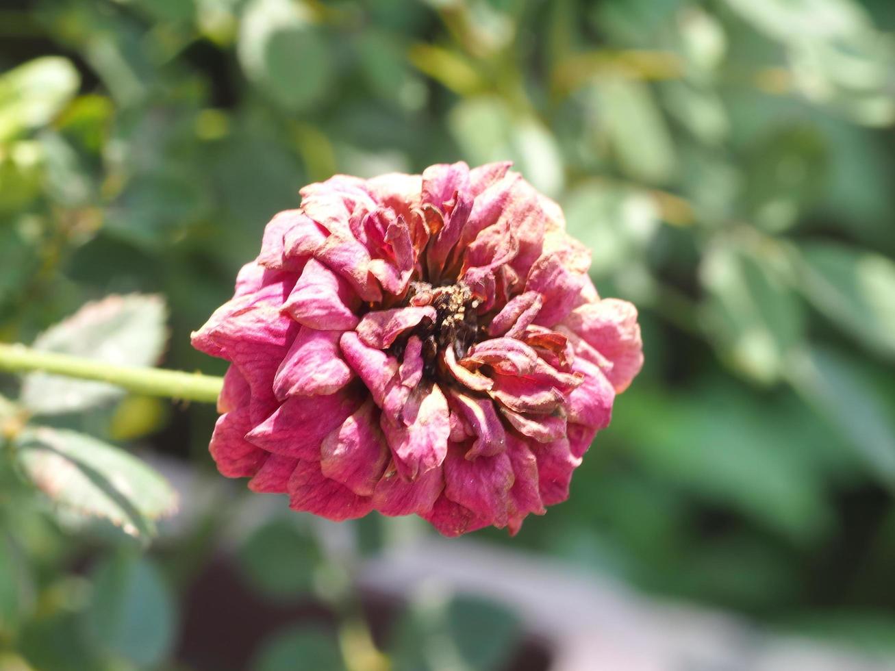 flower is red rose and pink rose photo