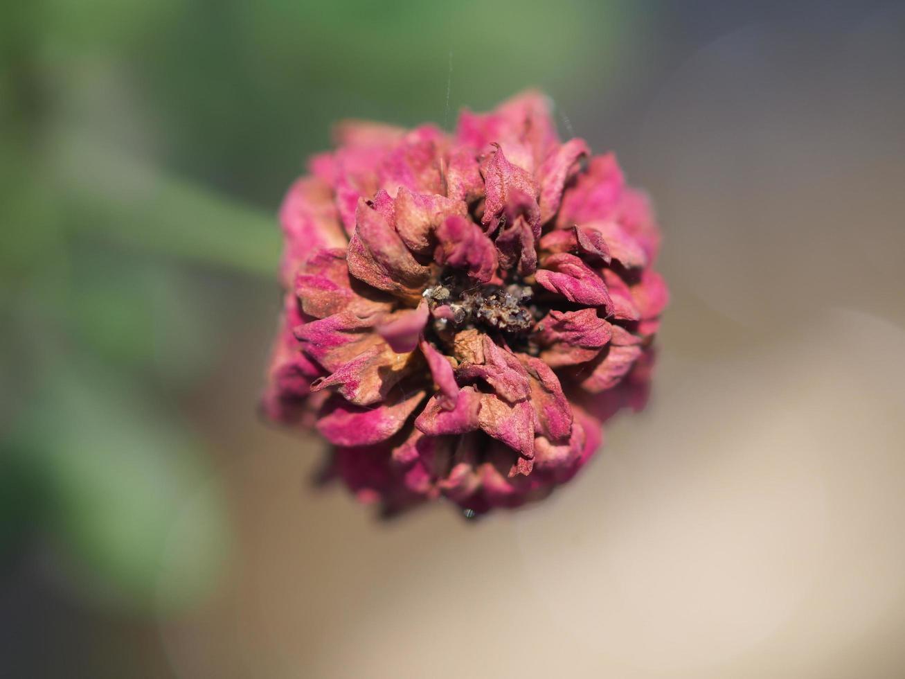 flower is red rose and pink rose photo