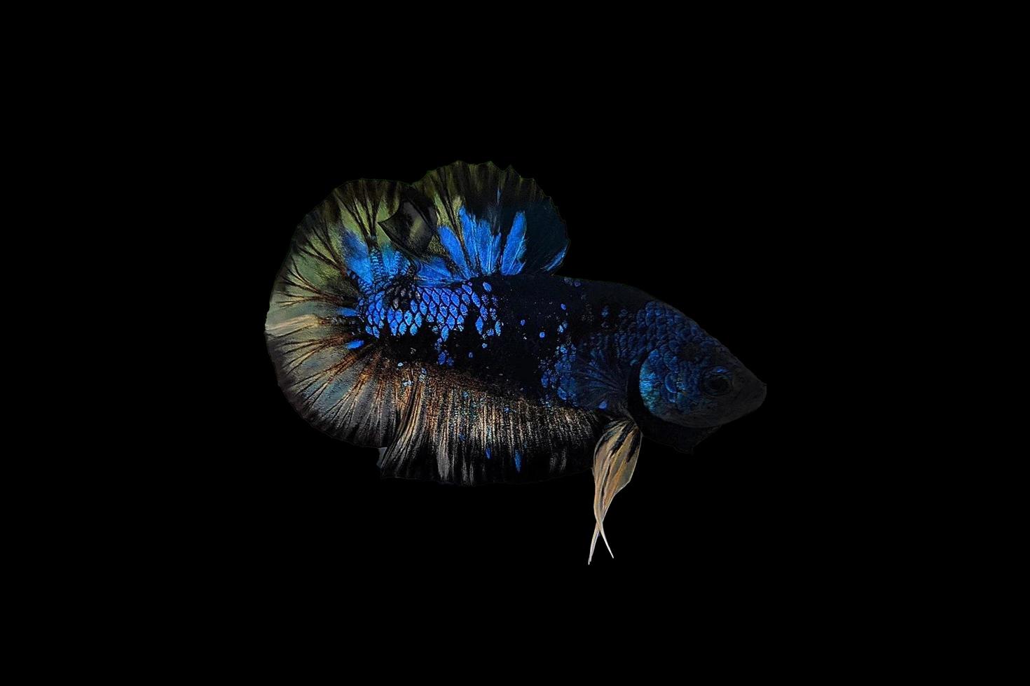 betta fish that has three colors photo