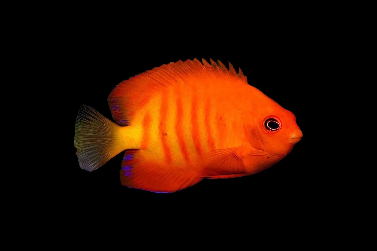 pez naranja muy hermoso foto