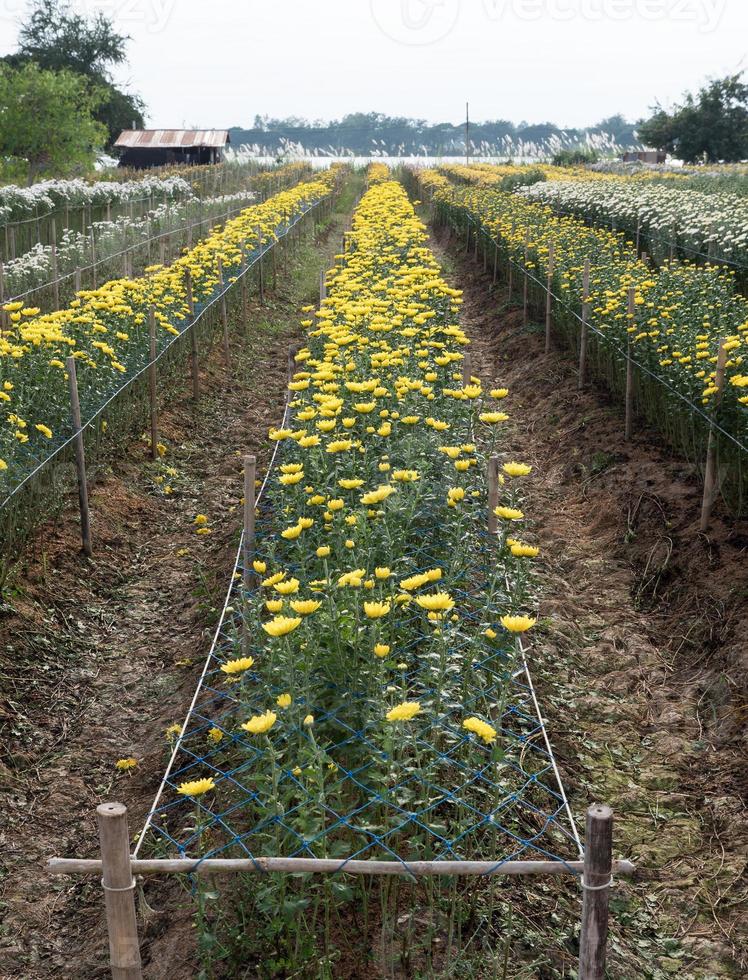 Chrysanthemum flower row. photo