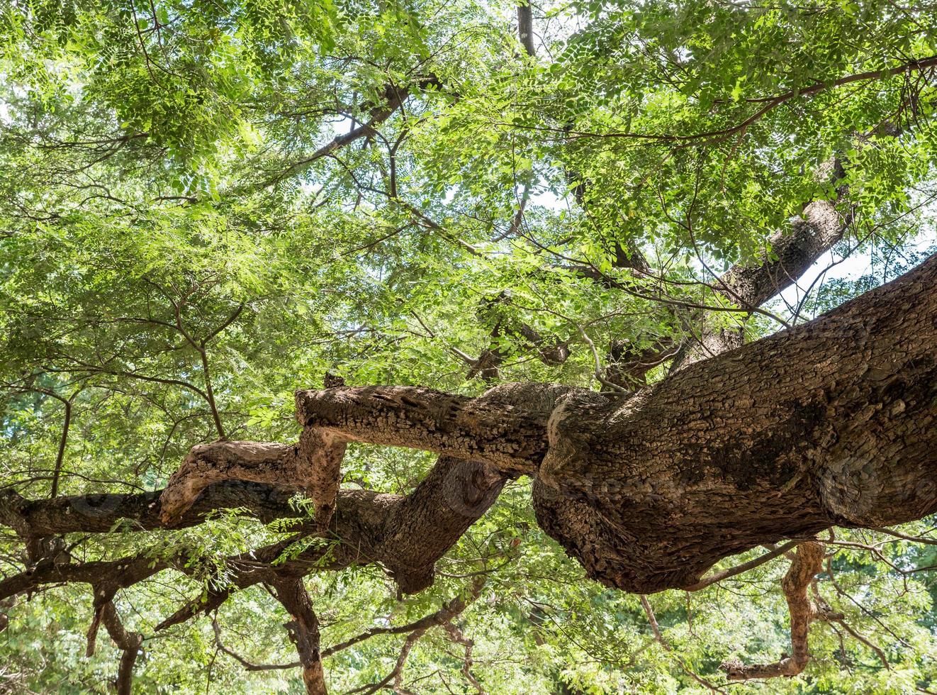 Large complex branch of the Rain tree. photo