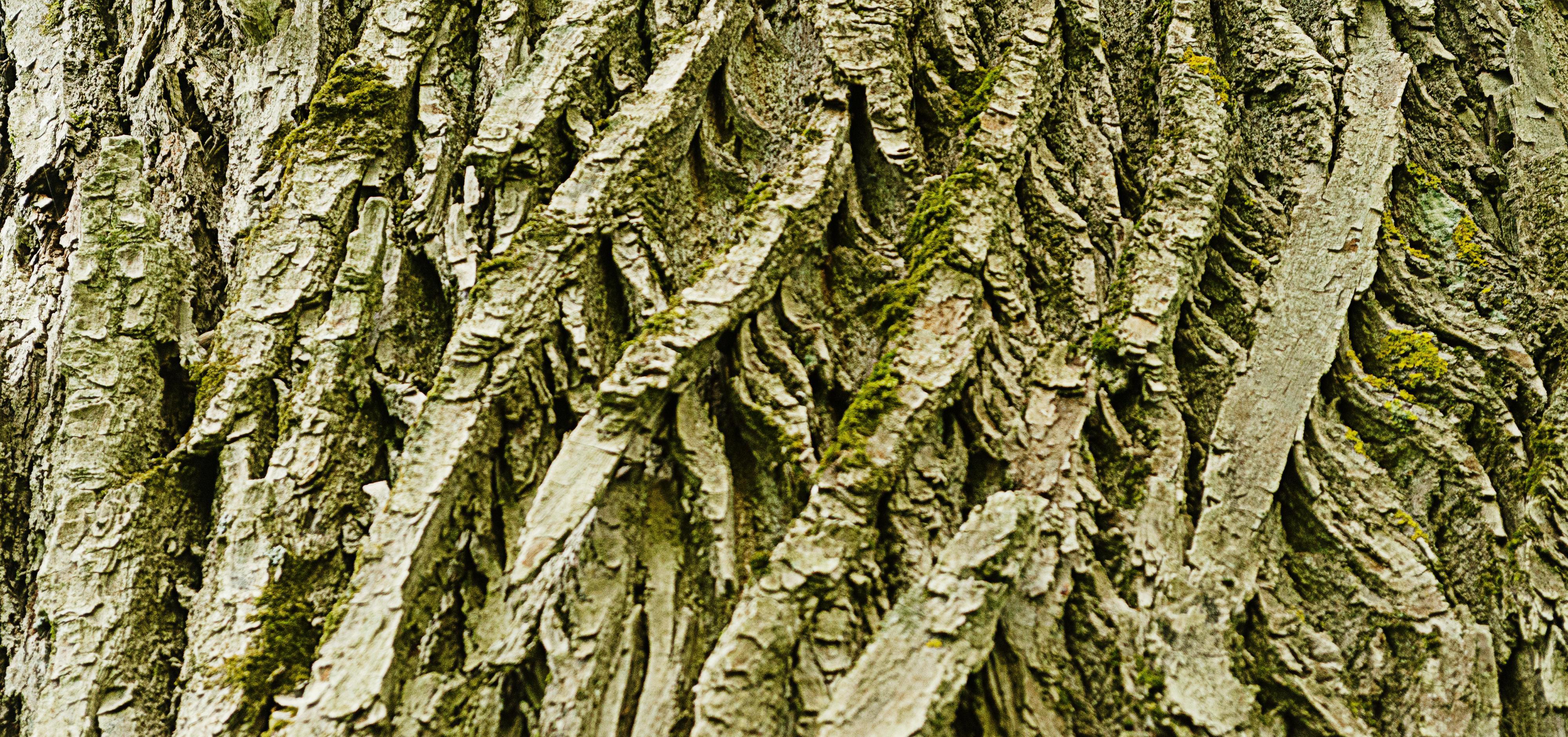 texture of old poplar bark.Natural wooden background 7953776 Stock