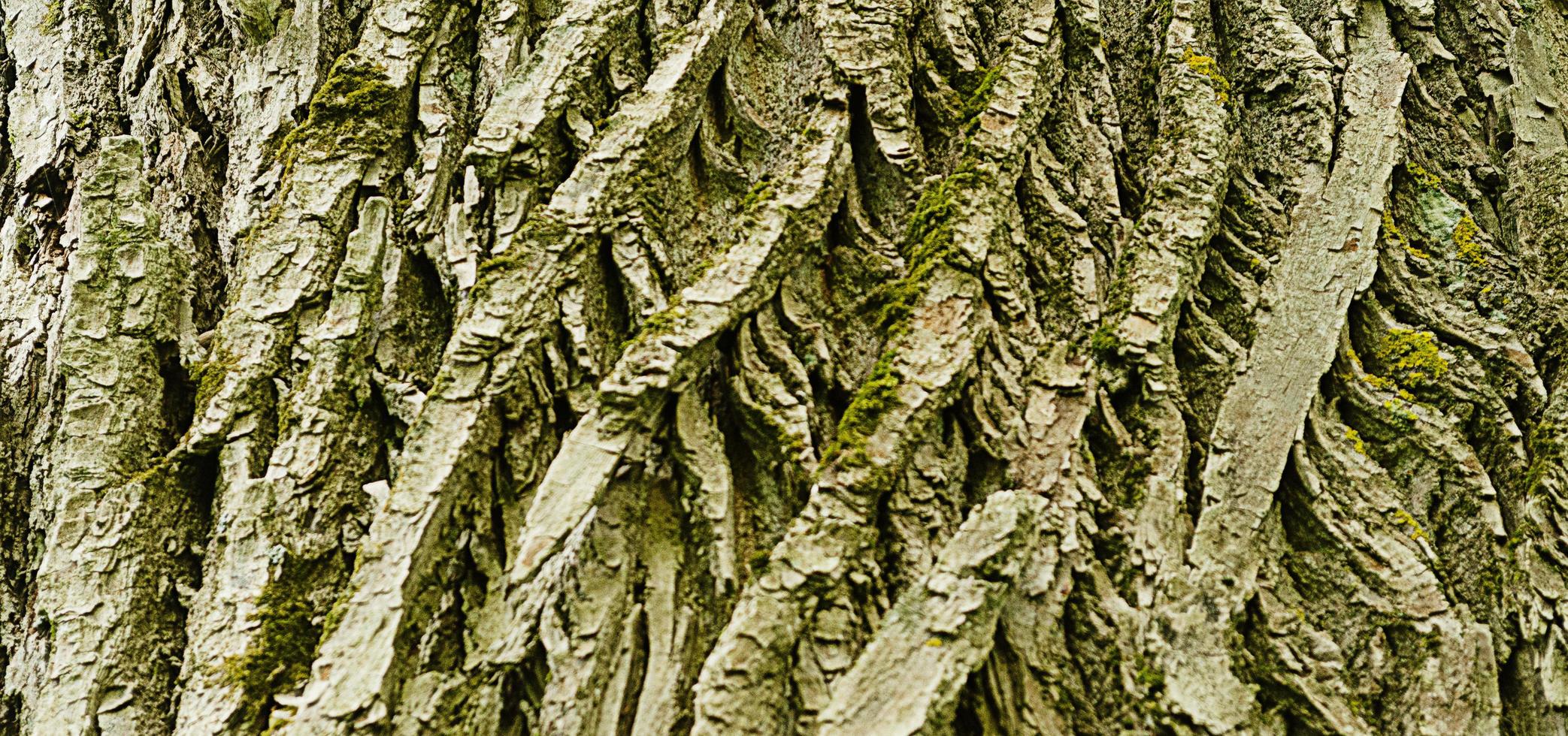 texture of old poplar bark.Natural wooden background photo