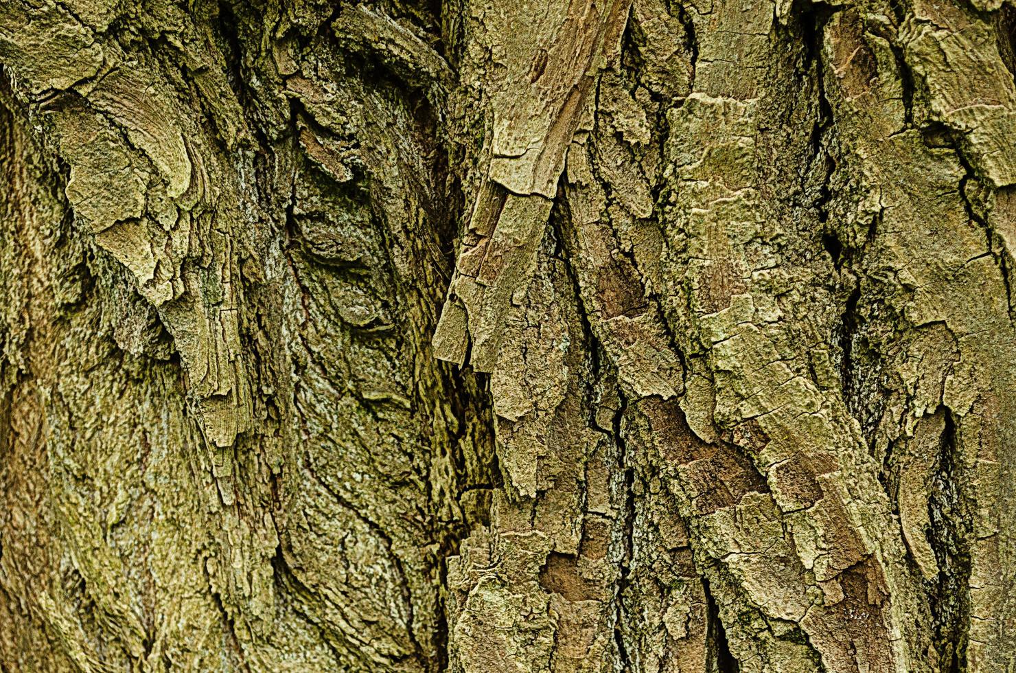 texture of old poplar bark.Natural wooden background photo