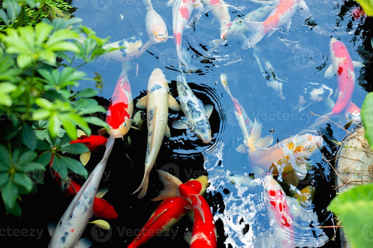 aquarium colourfull fishes in dark deep blue water photo