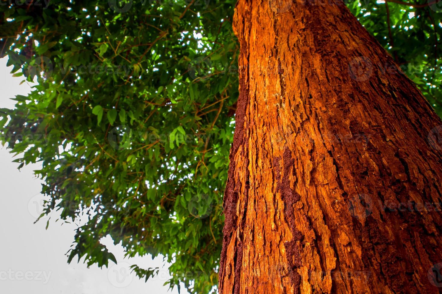 The vivid red trunk of the tree photo