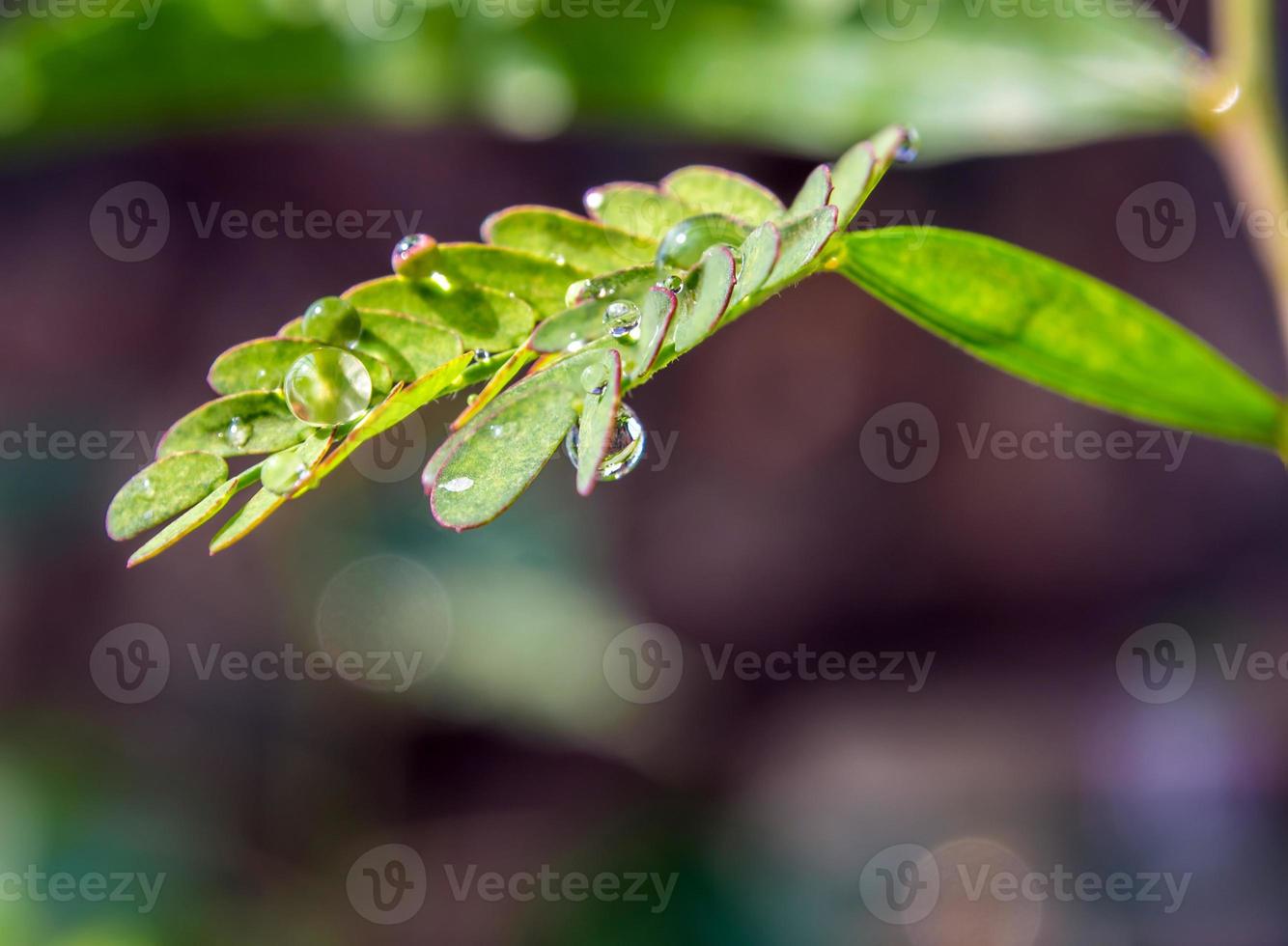 hoja de tipo simple y hoja de tipo pinnado compuesto en el mismo árbol foto