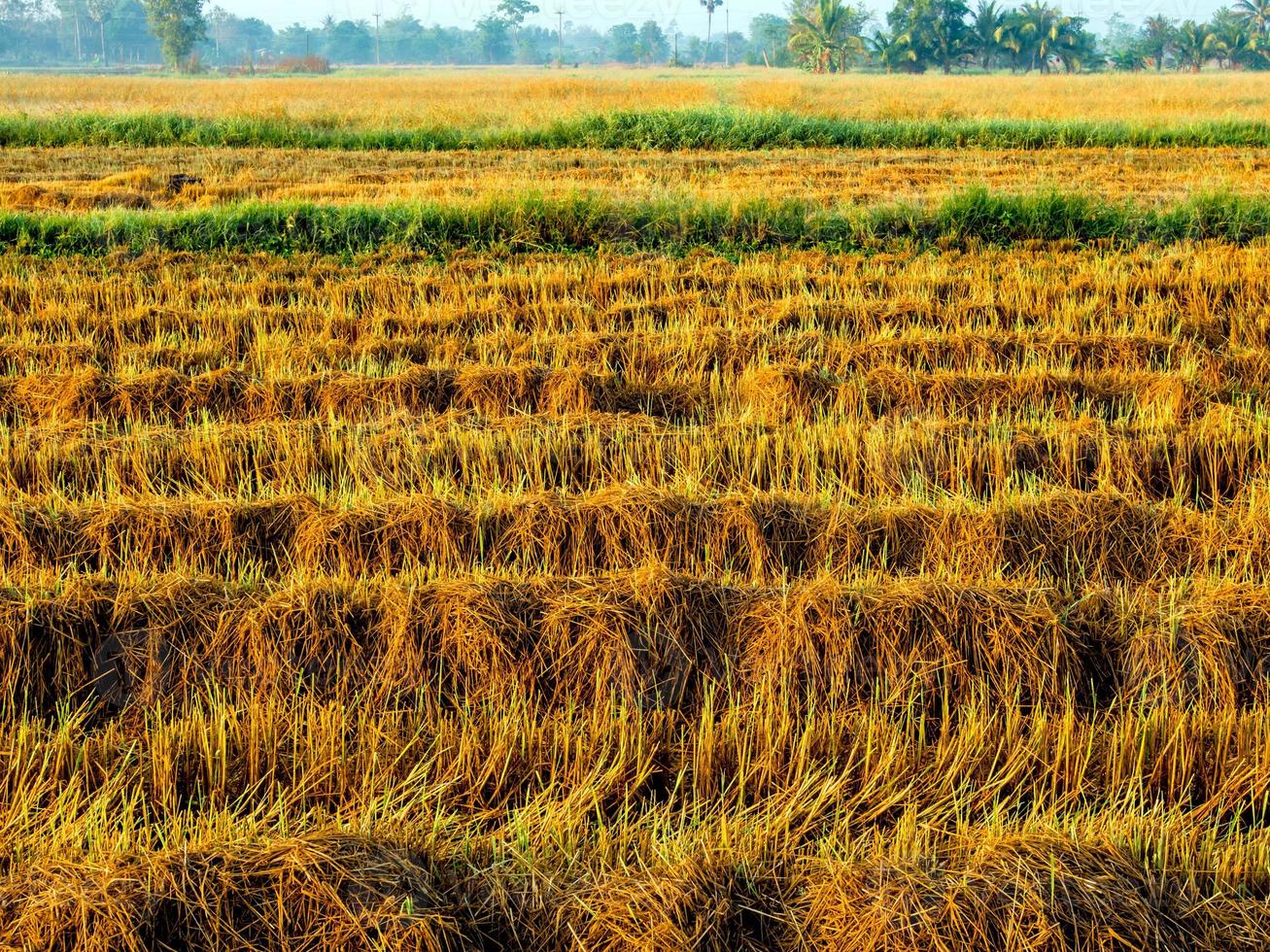 Golden color rice plant in rice fields after harvest photo