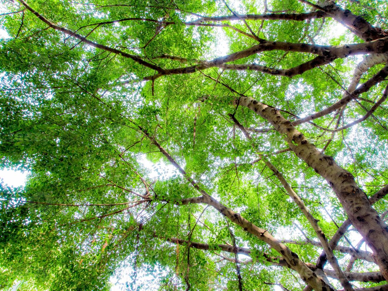 Sunlight sifting through the leaves of Banyan trees photo