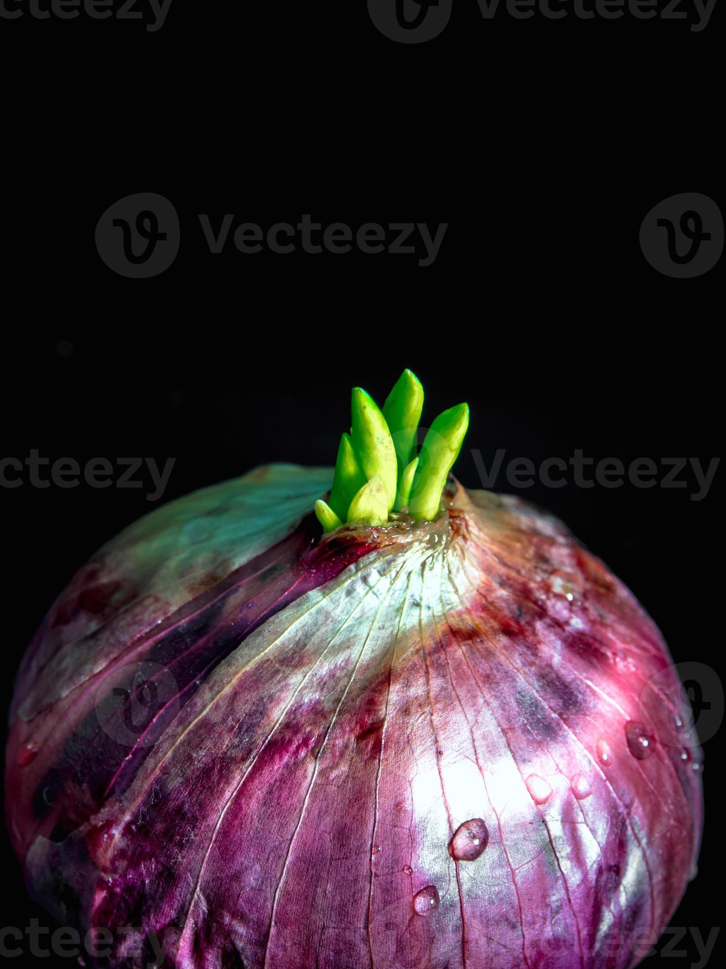 Freshness new bud leaves of red onion 7954081 Stock Photo at Vecteezy