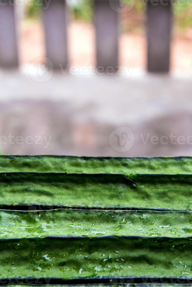 Texture of Angled loofah photo