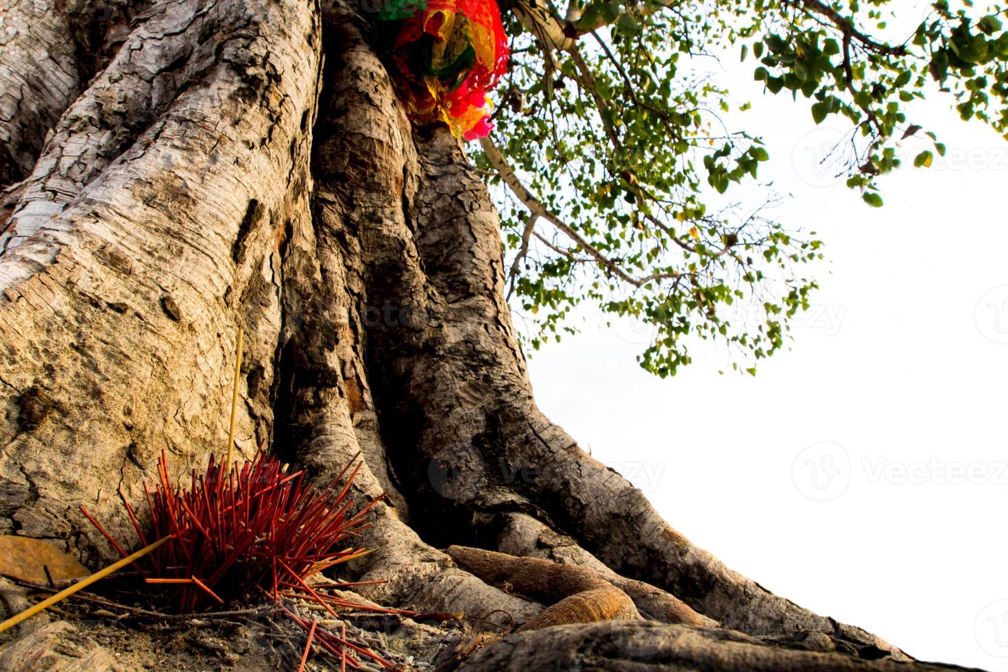 The colored ribbons and incense sticks at the holy tree photo