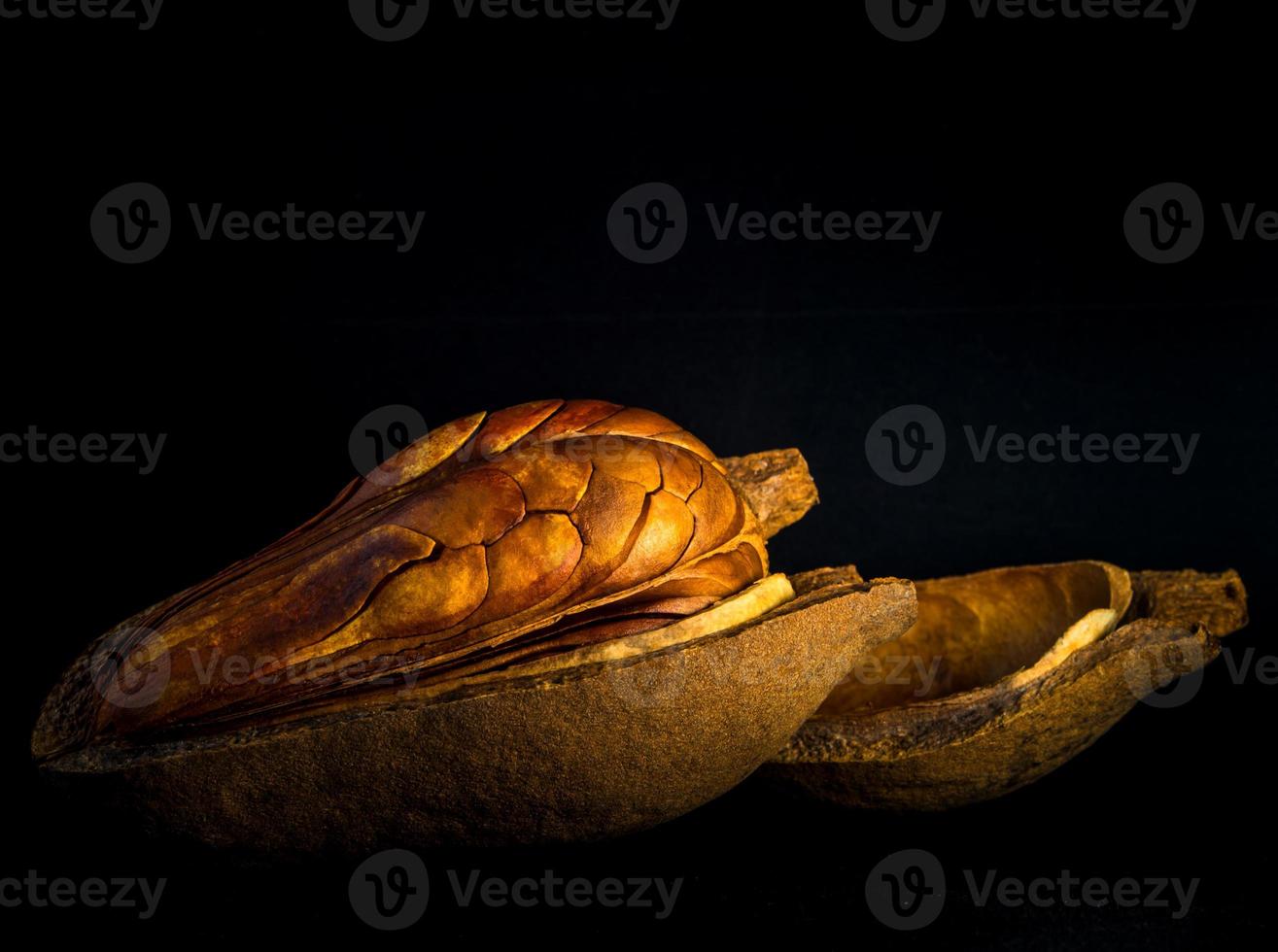 Pods and seeds of  Mahogany on black background photo