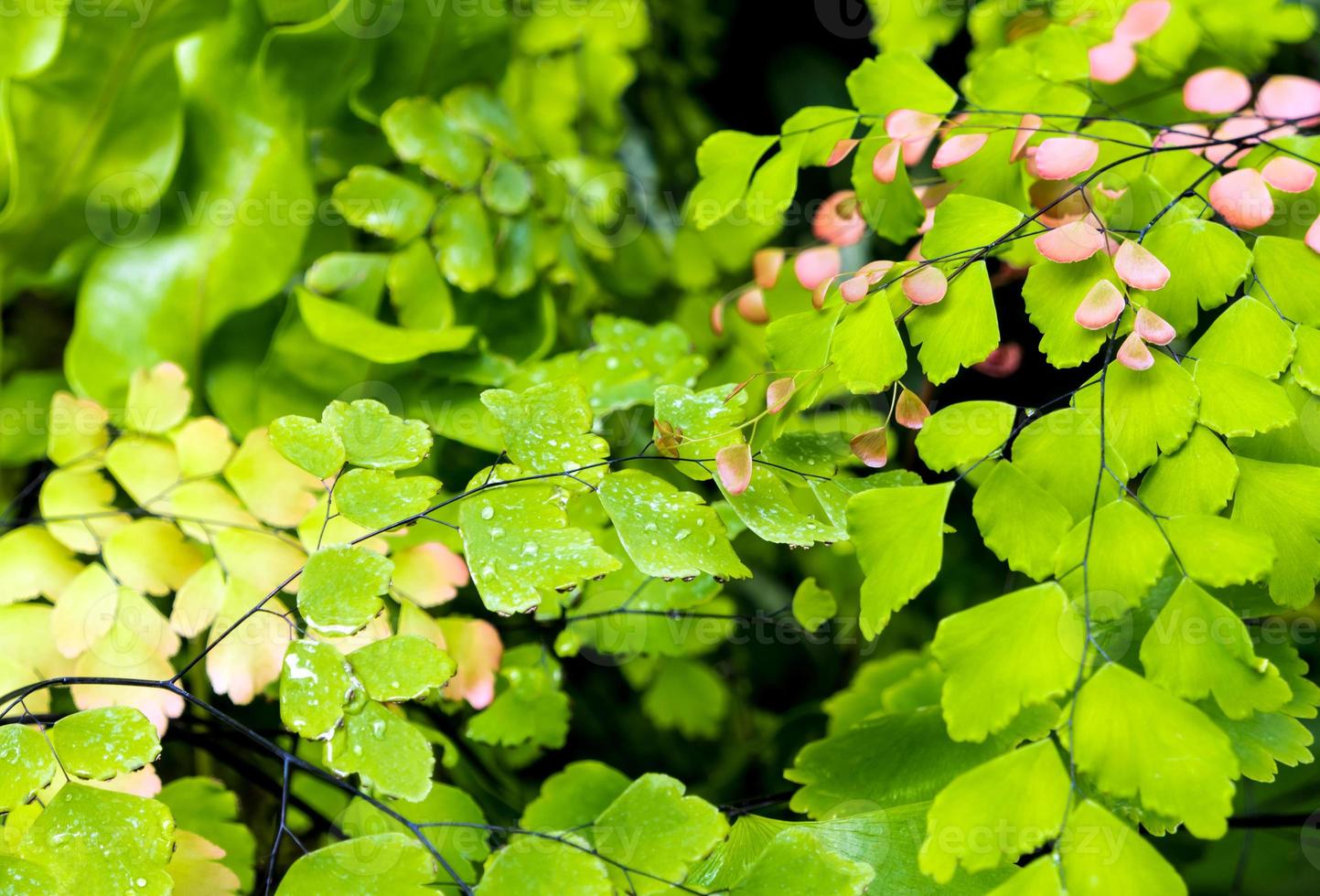 Freshness small fern leaves with moss and algae in the tropical garden photo
