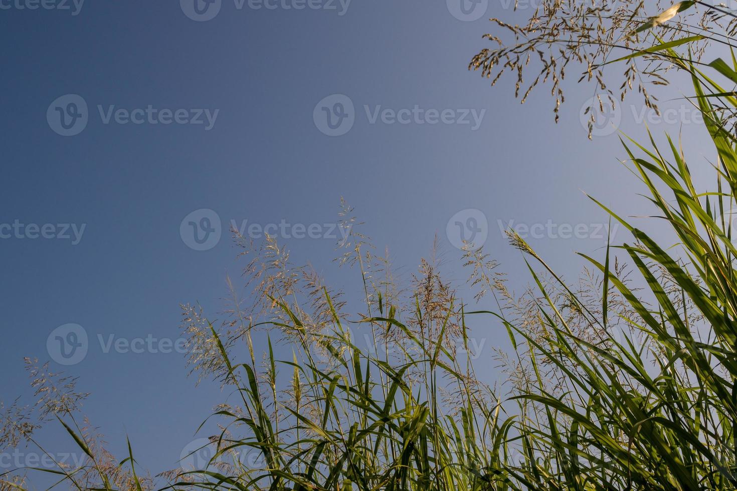 Phragmites karka grass flowers in the bright sunlight and fluffy clouds in blue sky photo