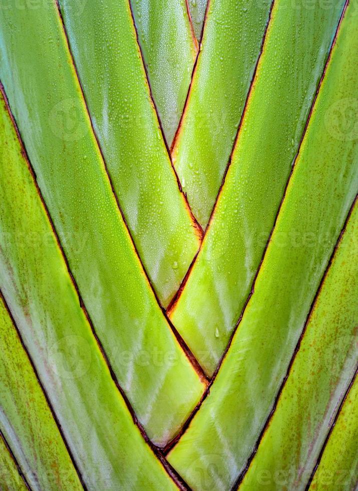 Texture on body of traveler's palm, Ravenala banana photo