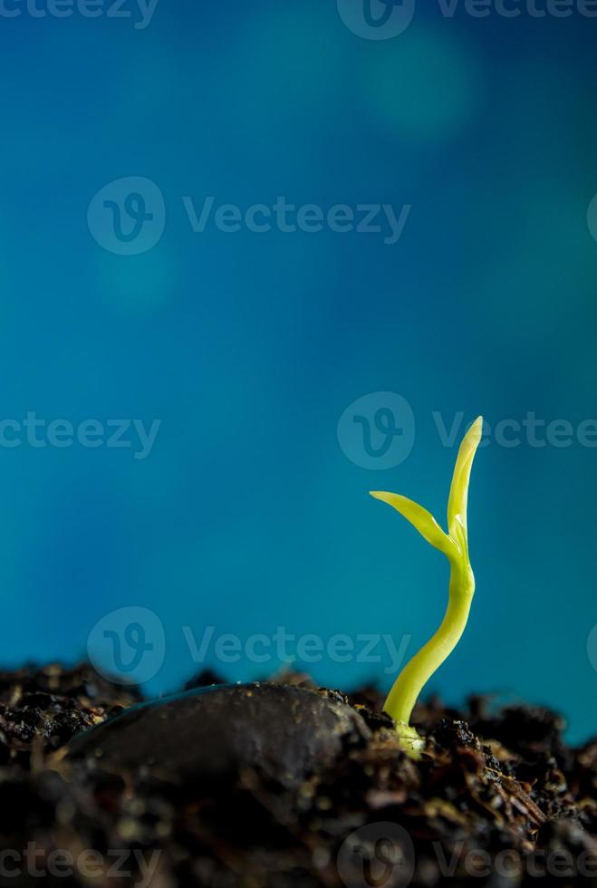 Frescura nueva vida, hojas de plántulas de plantas jóvenes en la naturaleza. foto