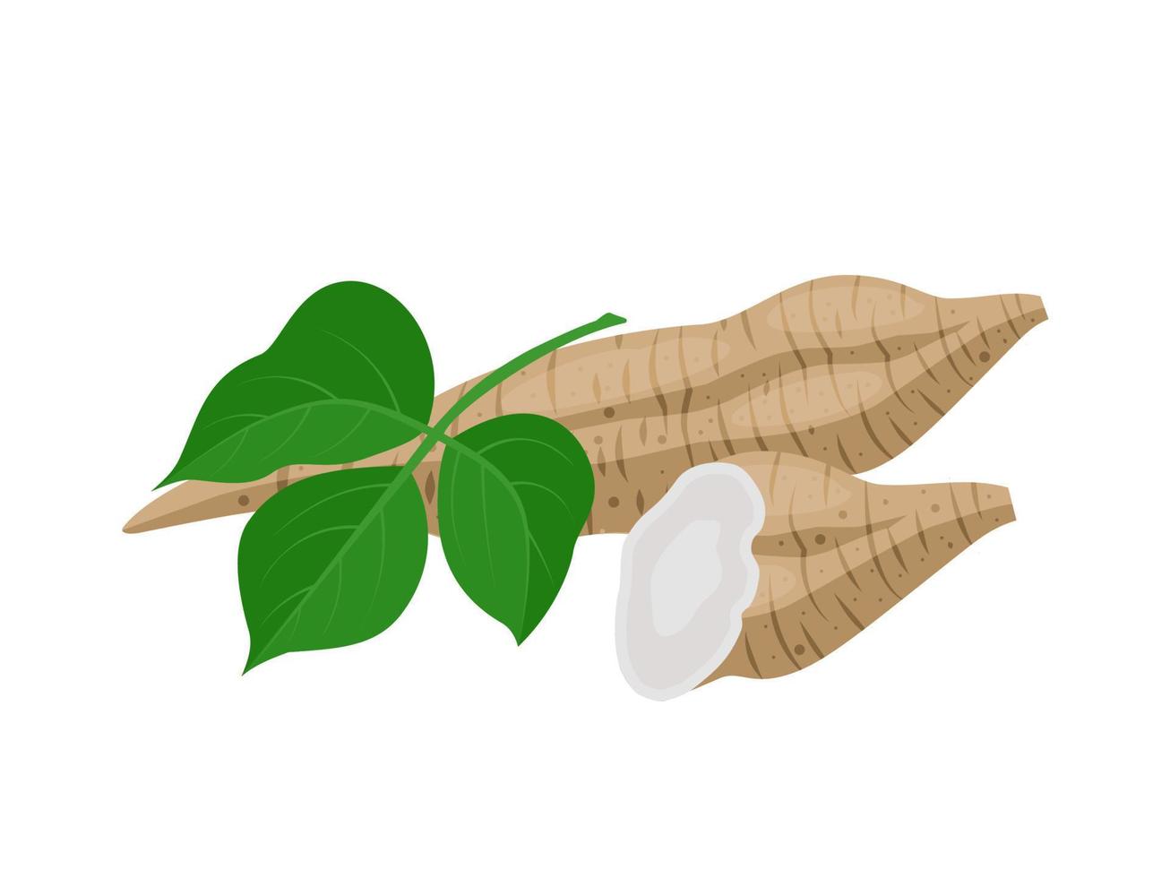 Vector illustration of Kudzu root or Pueraria montana, herbal plant, isolated on a white background.