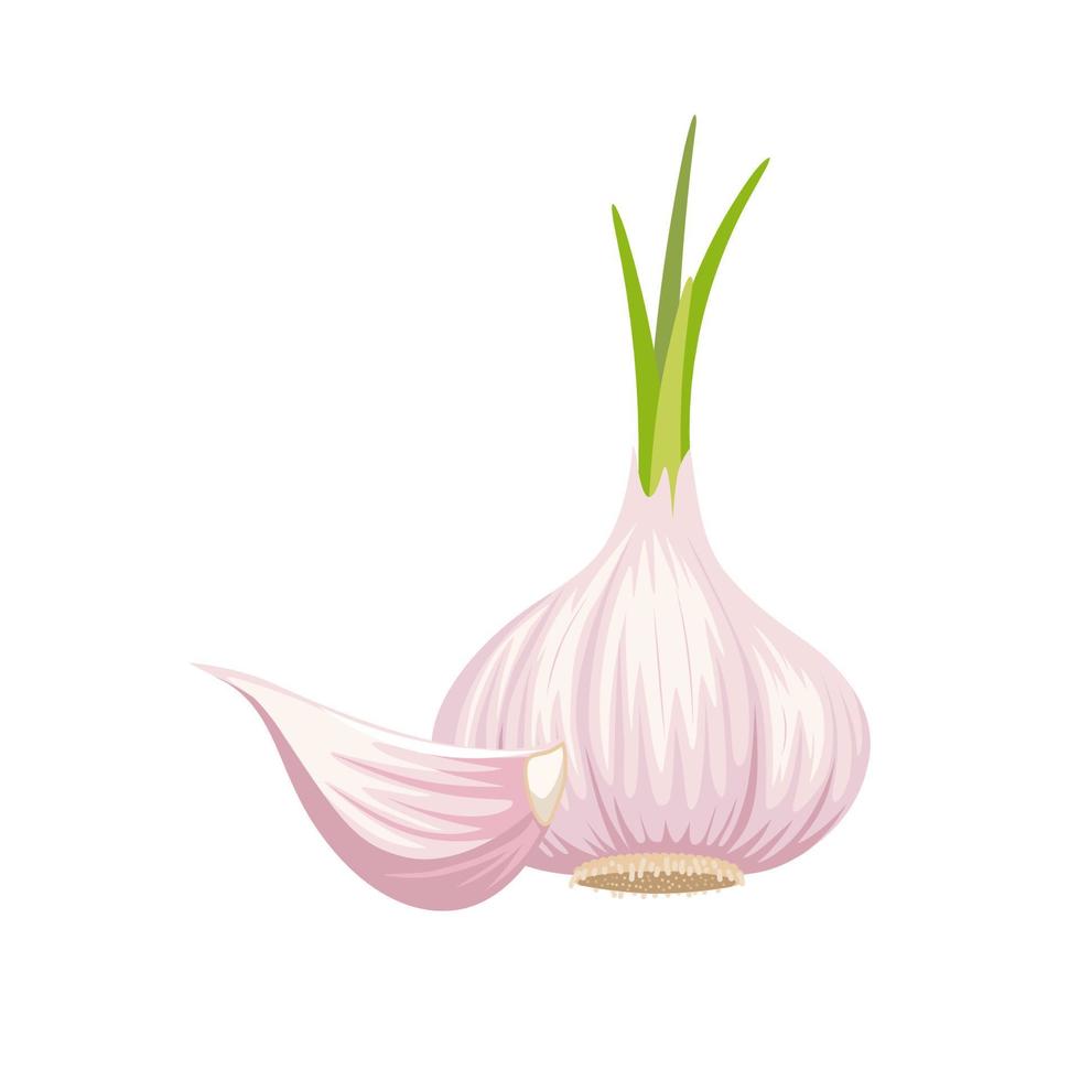 Garlic isolated on white background. Vector illustration. Garlic Bulbs and cloves in flat design isolated on white background.