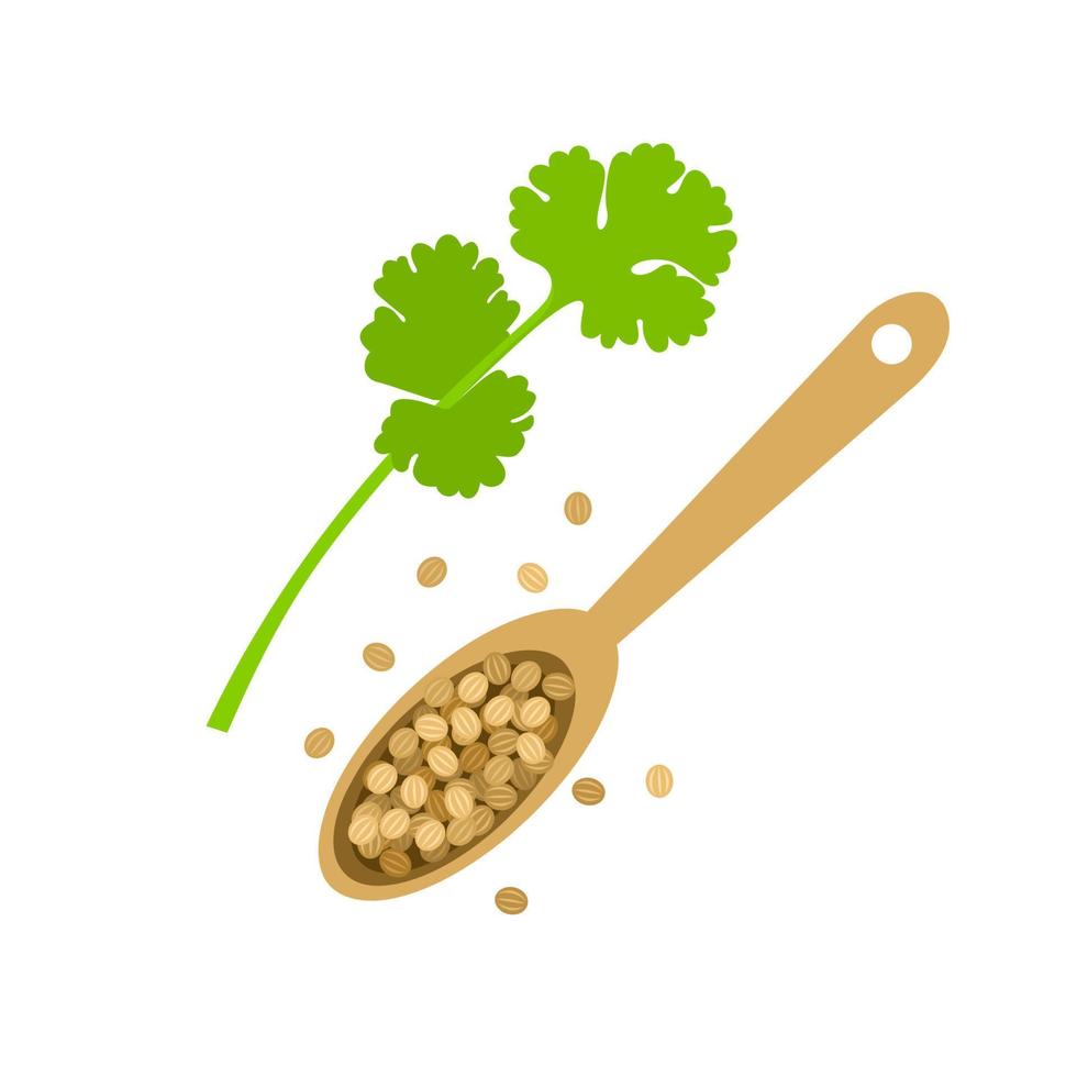 Vector illustration of dried coriander in a wooden spoon, with Cilantro leaves or Chinese parsley, isolated on a white background.