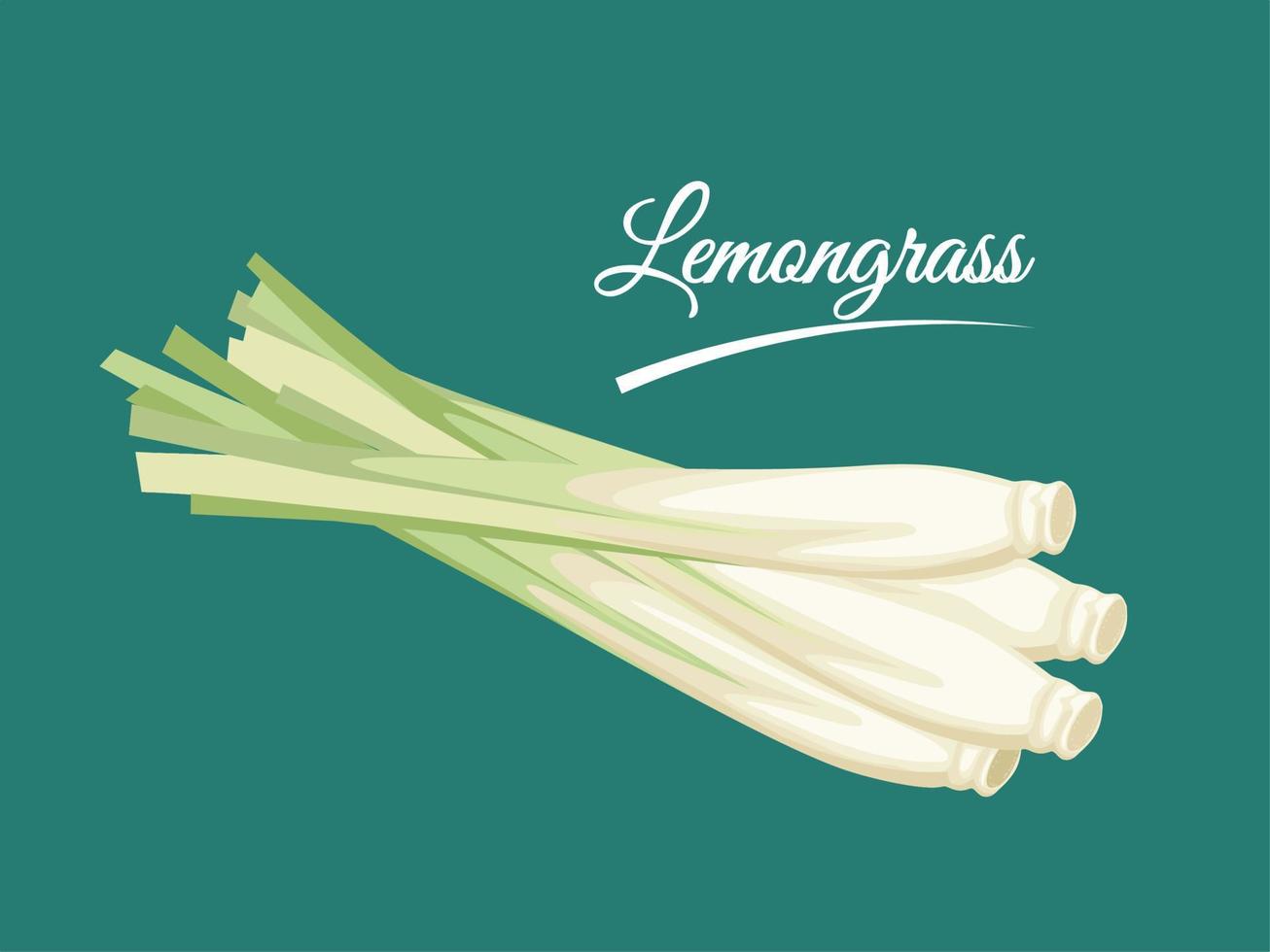 Vector illustration of a bunch of lemongrass or Cymbopogon, isolated on green background.