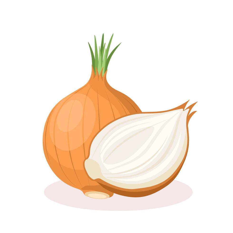 Vector illustration of an onion, scientific name allium cepa, isolated on white background.