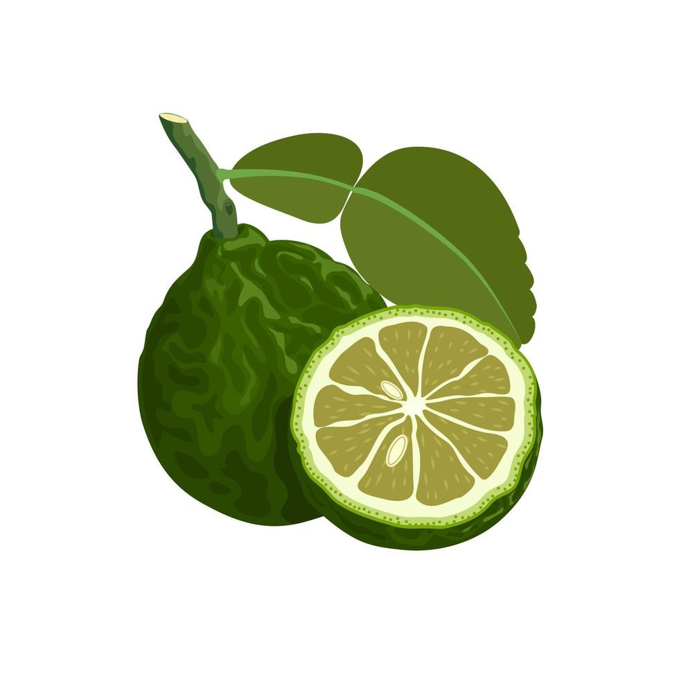 Vector illustration of kaffir lime with leaves, isolated on white background, suitable for packaging and advertising design elements.