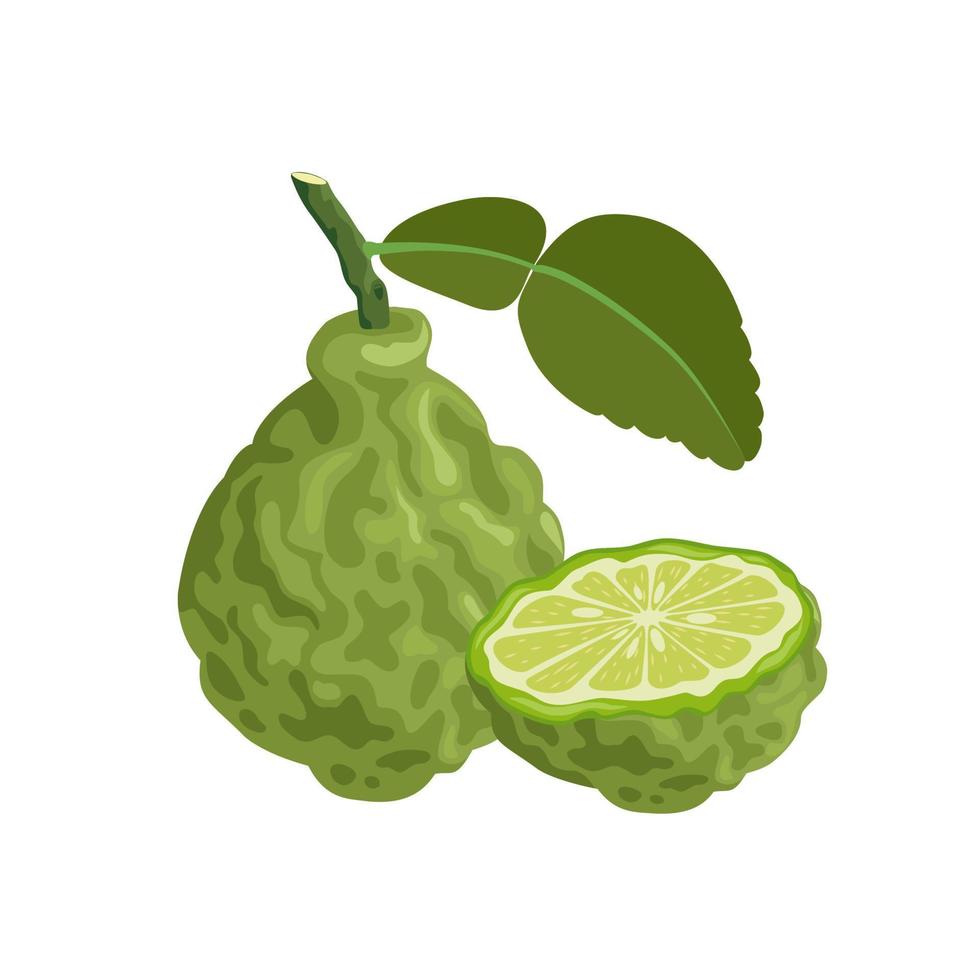 Vector illustration of kaffir lime with leaves, isolated on white background, suitable for packaging and advertising design elements.