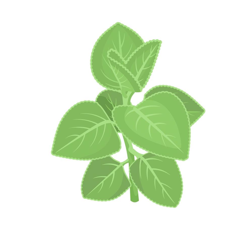 ilustración vectorial de plantas herbarias, borraja india o menta mexicana, nombre científico coleus amboinicus, aislado en fondo blanco. vector