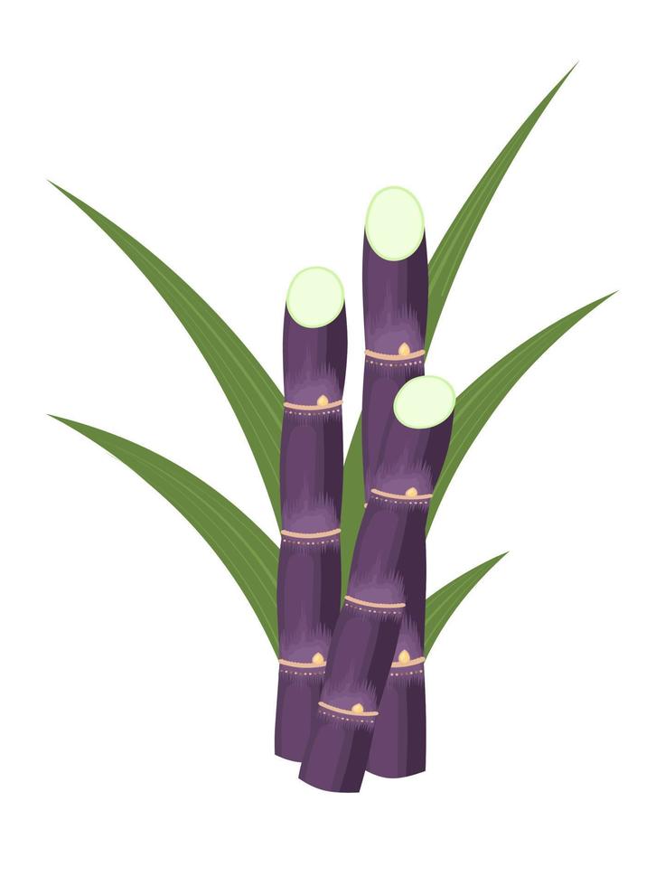 Vector illustration of sugarcane, isolated on white background, suitable as a packaging label for processed sugarcane products.