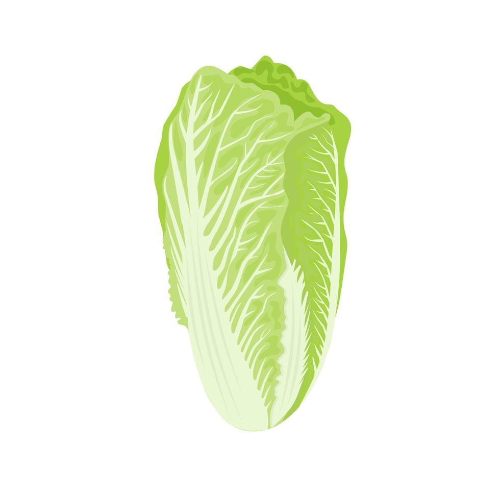 Vector illustration, Chinese cabbage, isolated on white background.